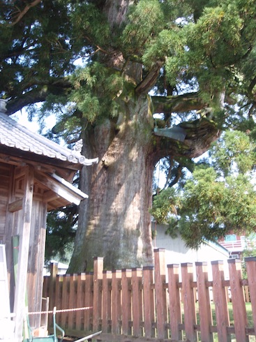 天然記念物加子母の大杉.JPG